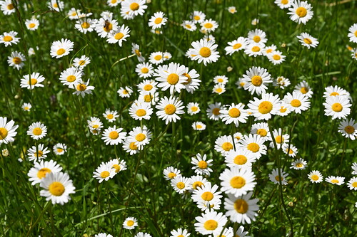 Katholische Kirche Vorarlberg / Charlotte Schrimpff